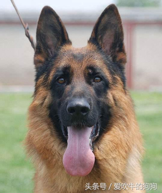 德牧新手拔草篇带你认识老版赛系锤系德牧