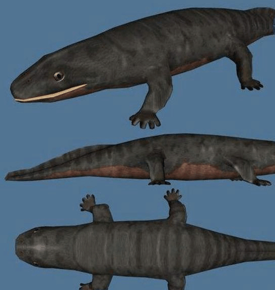 大量海纳螈化石出现在美国宾夕法尼亚州的红山市海岸区域,也证实了这