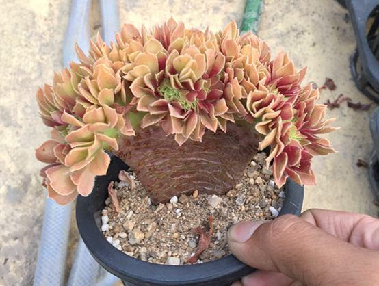 什么是多肉植物的缀化? 缀化让你的多肉更加珍贵!