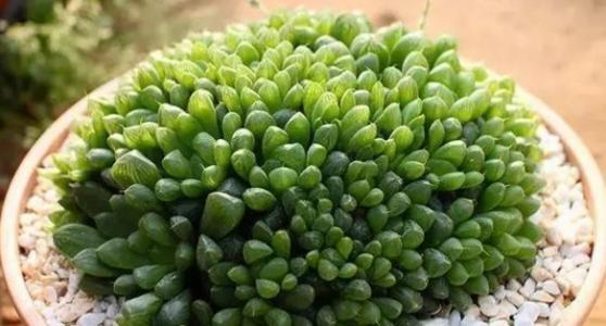 什么是多肉植物的缀化? 缀化让你的多肉更加珍贵!