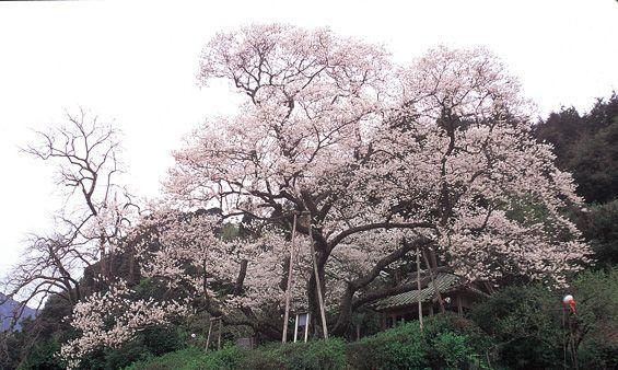 樱花预热 | 树生千年春意依旧，日本巨大樱花古树20选|樱花树|地址|树龄|垂枝樱|彼岸_新浪新闻