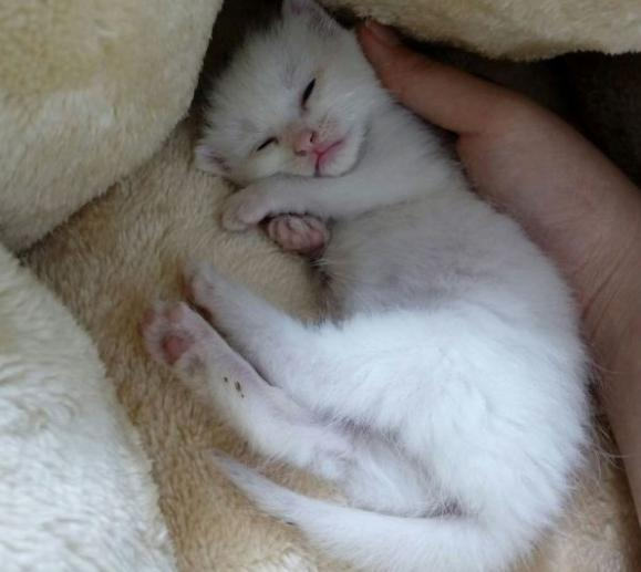 刚出生的喵咪沾到人气，猫妈妈就不要它了是真的吗？！|母猫|猫仔|小猫|出生|人气_新浪新闻
