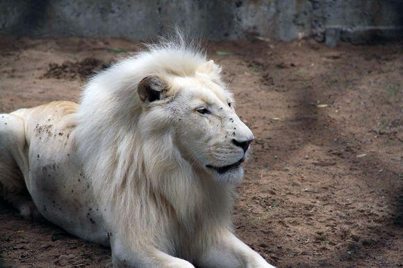 七只狮子精分别是:黄狮,雪狮,猱狮,狻猊,白泽,伏狸,抟象