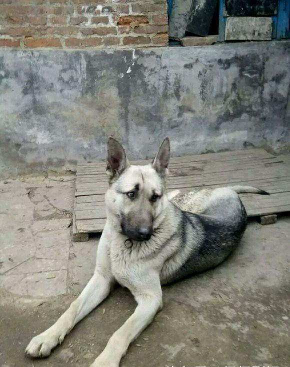 狼青犬之起源,让更多人了解“非本土犬种”