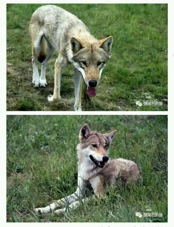 狼青犬之起源,让更多人了解“非本土犬种”