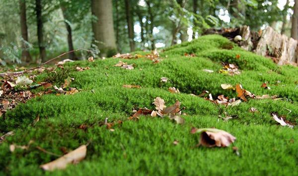 苔藓景观:让生活空间变得灵动而精致