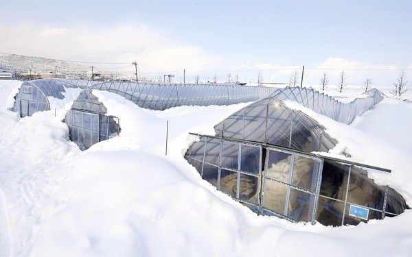 小盛聊日本:6号的日本雪灾到底有多大?司机推不开车门的深度