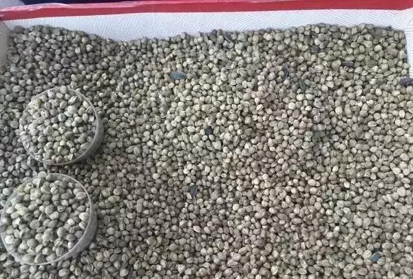 在甘谷，有一种零食叫“嗑麻子”
