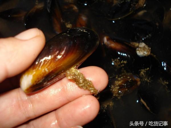 文蛤、蛏子、蚬子、海瓜子、海蛎子，这些海鲜你能分得清吗？|海鲜|扇贝|竹蛏|蛏子|蚬_新浪新闻