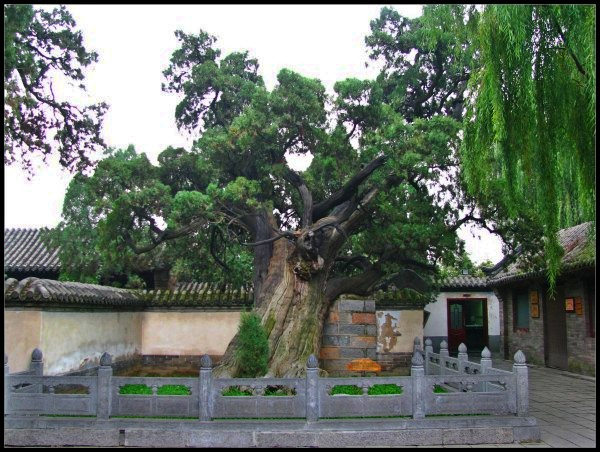 中国十大古树,树龄达5000年,10几个人才可以环抱|树龄|帝王|古树|柏树|将军_新浪新闻