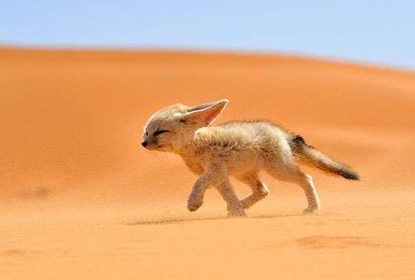 网红强迫肉食宠物吃全素,"瘦到皮包骨"吓坏网友