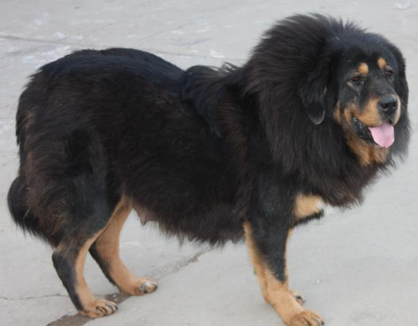 犬种百科之藏獒
