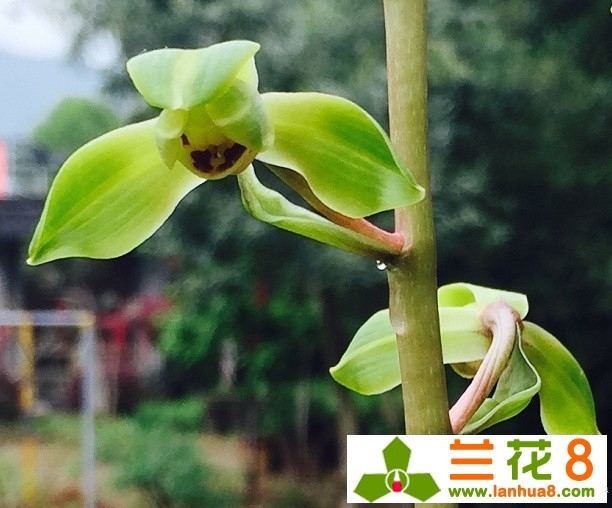 蕙兰桃花仙子风姿绰约