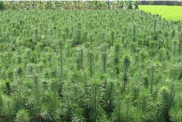 樟子松的价值和栽培技术__财经头条__新浪财经