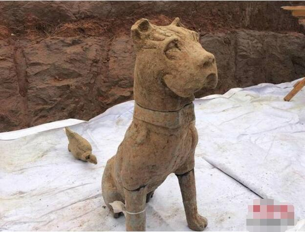 成都挖出大型崖墓群,东汉陶狗肉肉嘴,超像斗牛犬!|崖墓|成都|斗牛犬