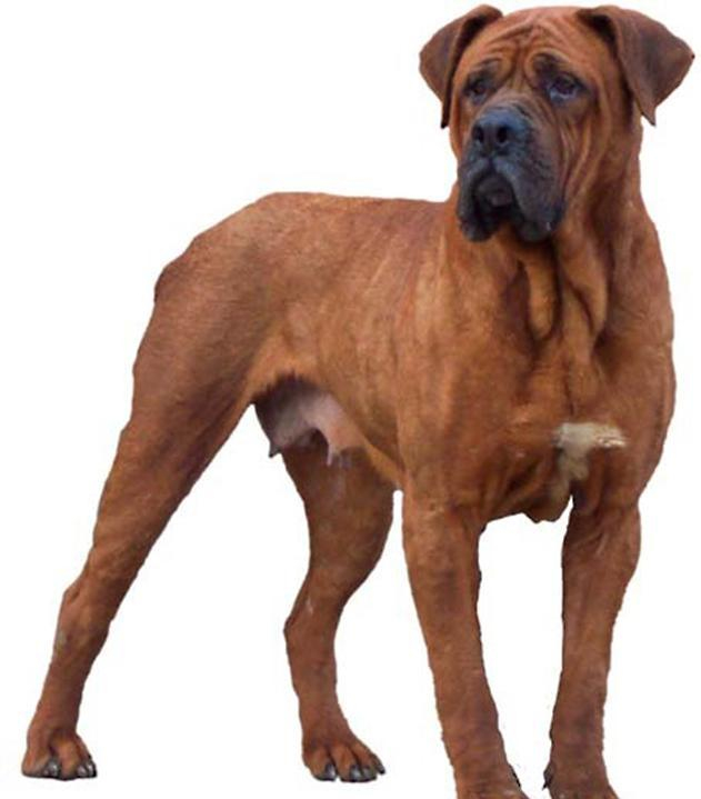 到底哪些属于烈性犬,遇到烈性犬应该如何应对呢?