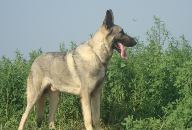 狼狗(德国牧羊犬,黑背,狼青)怎么挑选?选购狼狗品种要看什么|牧羊犬|狼狗|黑背|品种|狼_新浪新闻