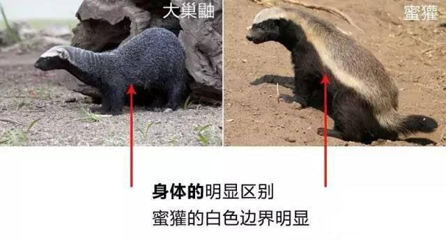 蜜獾的远房表弟: 有平头哥这样的亲戚, 我也敢横着走