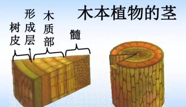 养花“一通百通”之木本茎部构造，妈妈再也不担心我嫁接不活了！