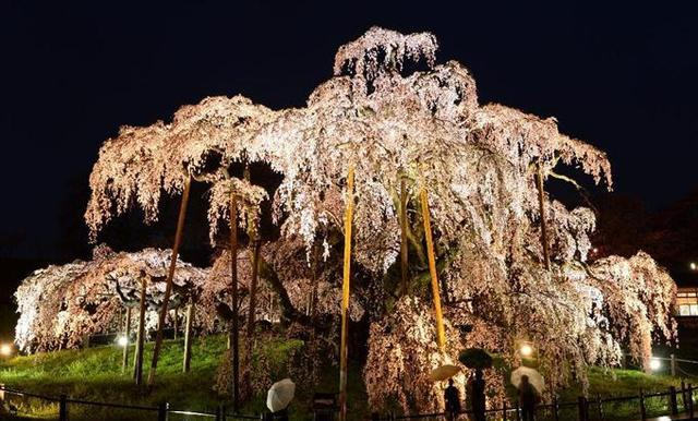 樱花预热 | 树生千年春意依旧，日本巨大樱花古树20选|樱花树|地址|树龄|垂枝樱|彼岸_新浪新闻