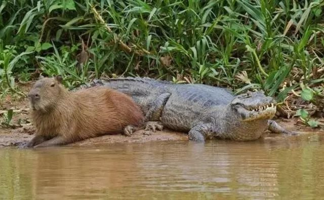 外表萌,个性温和,别看它体形比不少动物大,性格却完全跟伶鼬相反,是