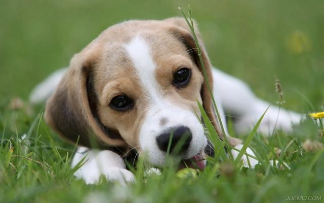 犬种百科之比格犬