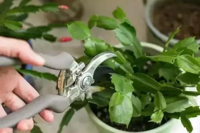 现在给花剪1刀,新芽呼呼冒,1根枝开10朵花!