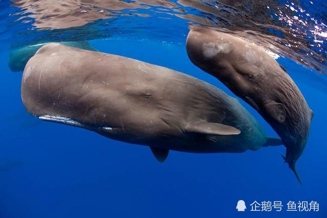 北冥有鱼,其名为鲲;鲲之大不知其几千里也.
