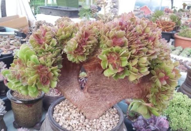 什么是多肉植物的缀化? 缀化让你的多肉更加珍贵!