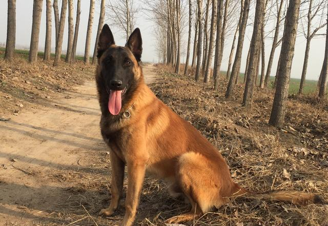 世界名犬——马犬!|努阿|马里|牧羊犬|缺陷|黑色_新浪新闻