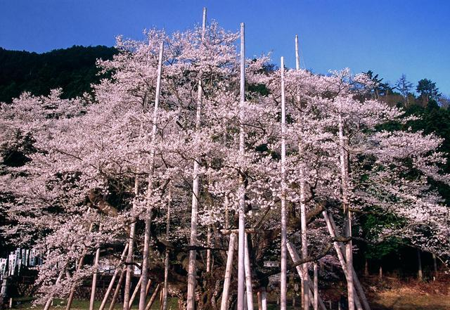 樱花预热 | 树生千年春意依旧，日本巨大樱花古树20选|樱花树|地址|树龄|垂枝樱|彼岸_新浪新闻