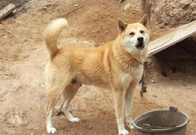 中华“土狗”三大名犬, 重庆就有一种, 却濒临灭绝!|_新浪新闻