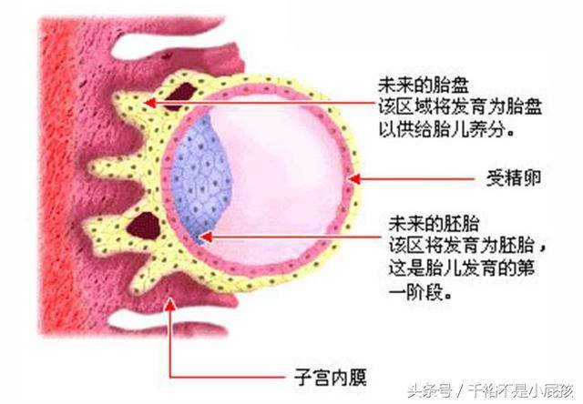 女人受精怀孕到分娩，子宫和胎儿变化“图解”!|胎儿|怀孕|子宫_新浪新闻