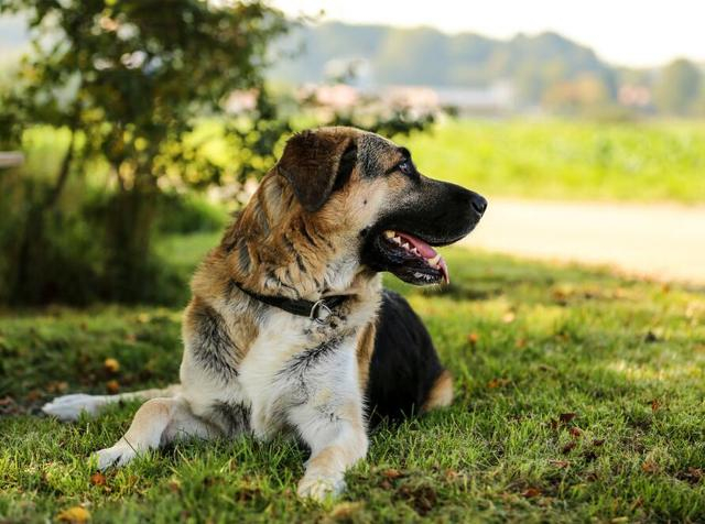 犬种百科之安纳托利亚牧羊犬
