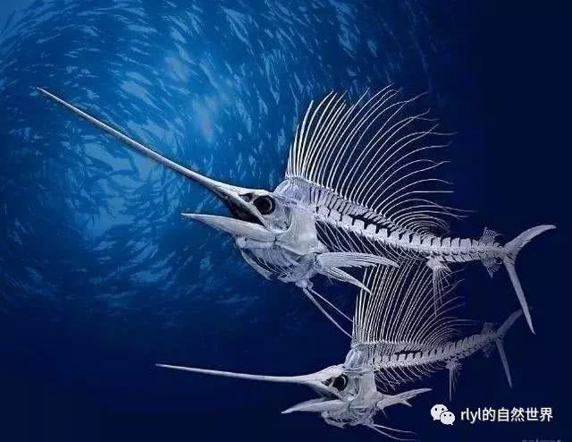 旗鱼和剑鱼有什么区别？谁才是海洋中的“小霸王”？