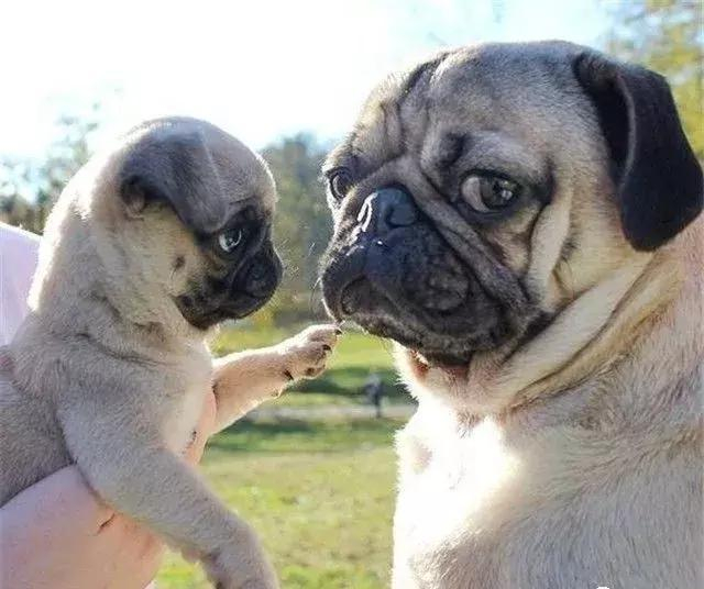 生了一窝小狗崽后,真是有狗欢喜有狗愁啊