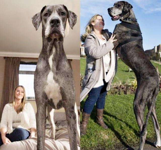 喜欢大狗?来看看这些巨型犬,是否能俘获你的心呢?