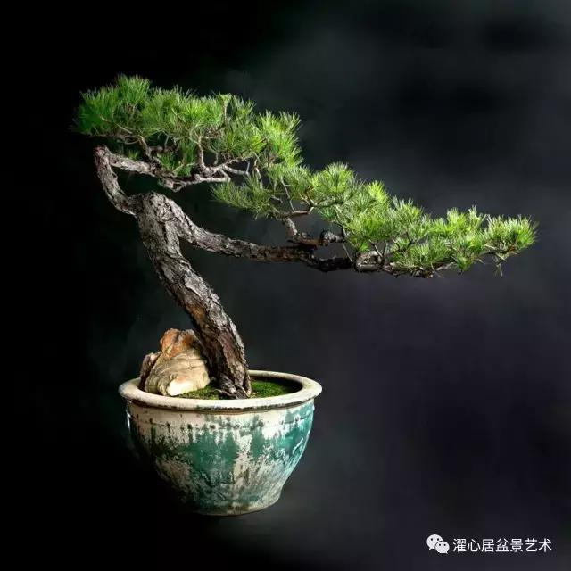 椭圆盆