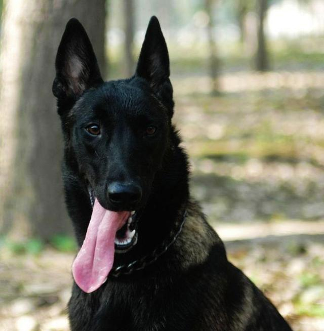世界名犬——马犬!