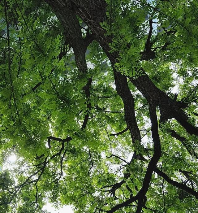 泰山卧龙槐到底多老了?以后祝福可以用"寿比泰山槐"