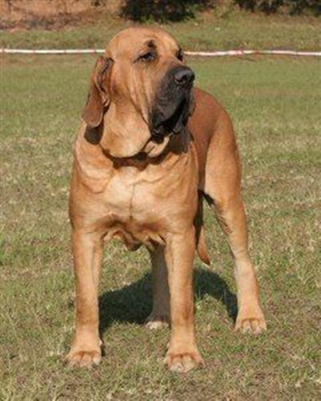 比特|宠物狗|强大的_新浪新闻