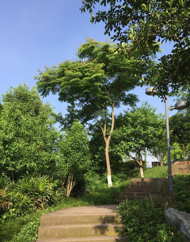 郁郁葱葱的广安望江公园