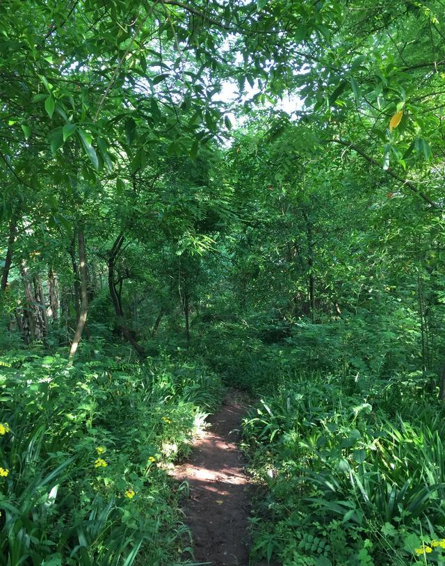 郁郁葱葱的广安望江公园