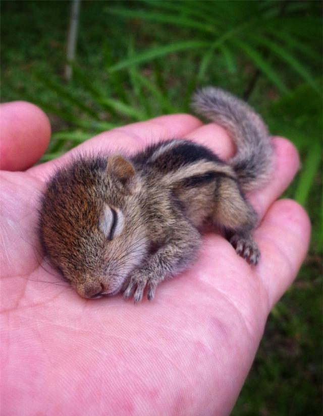 一只手就能捧起来的小可爱们,这时候不得不感叹大自然的神奇,就算小小