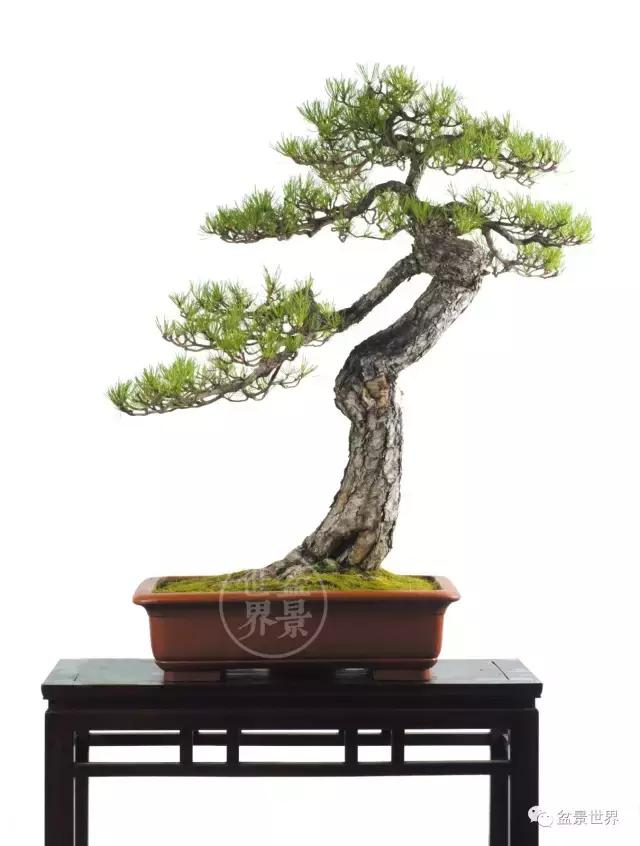 大雪压青松, 青松挺且直, 黄山松盆景精品欣赏|黄山松|徐昊|青松_新浪新闻