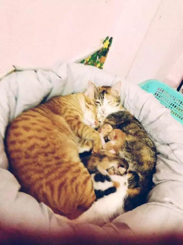 母猫生崽过程中，公猫的行为让人脸红