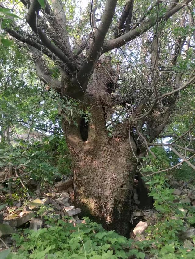 这些千年古树拿出一棵在别的地方可能不得了,在山西却随处可见|古树|古槐|古柏_新浪新闻