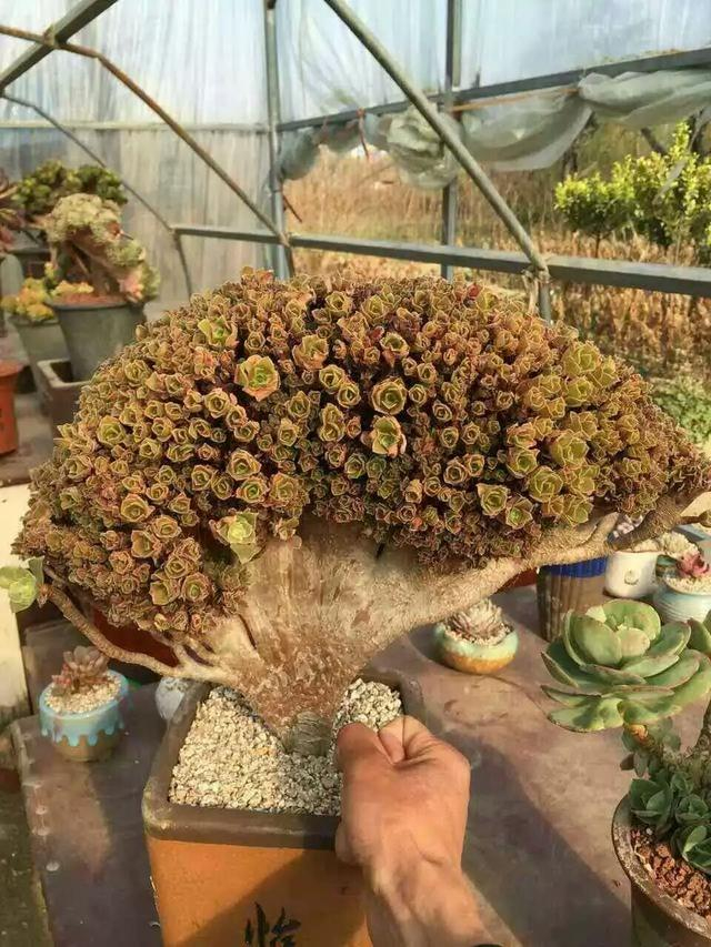 多肉植物欣赏之「法师缀化」
