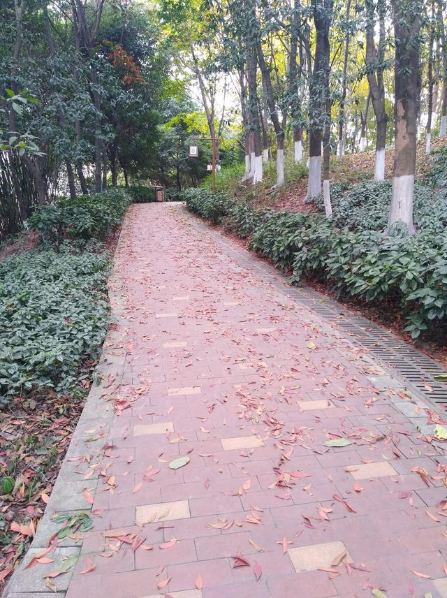 2018泸州赏花路线推荐第二站羊大山公园