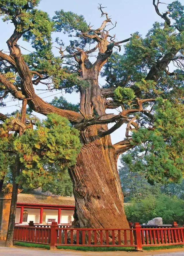 一棵树撑起一段历史 传承一段非遗故事_新浪新闻